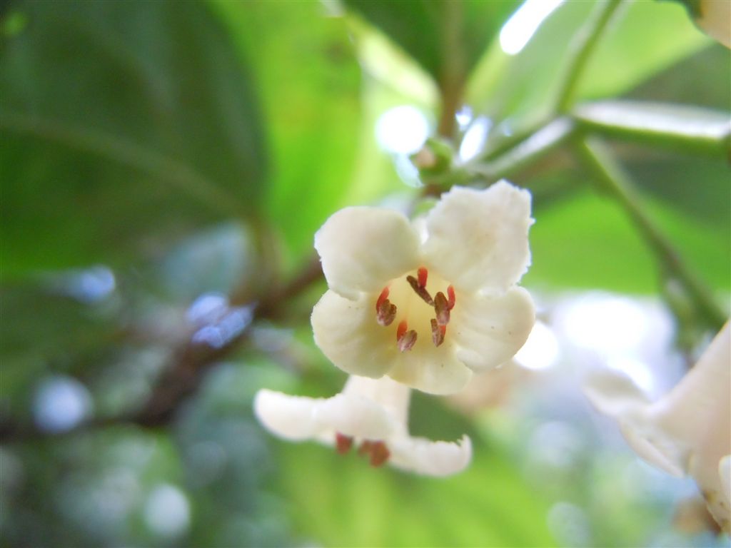 Pianta da Capodimonte - Viburnum suspensum